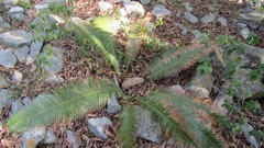 Dioon edule
