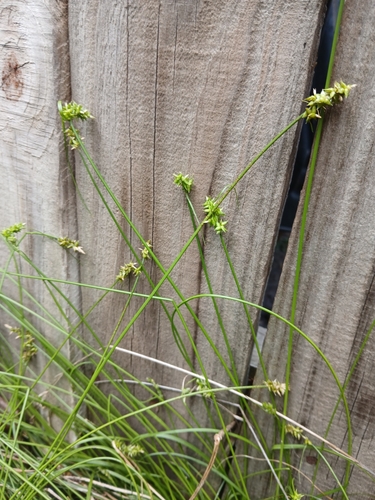 Image of Carex retroflexa by (c) Eleanor Pate, some rights reserved (CC BY)