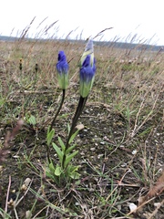 Gentianopsis detonsa