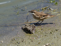 Cinclodes albidiventris