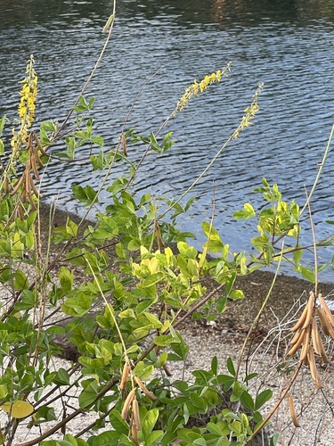 Crotalaria pallida observed 2025-04-25