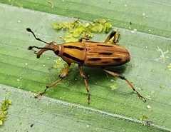 Rhodobaenus lineiger
