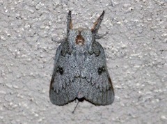 Syssphinx heiligbrodti