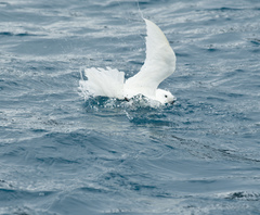 Pagodroma nivea
