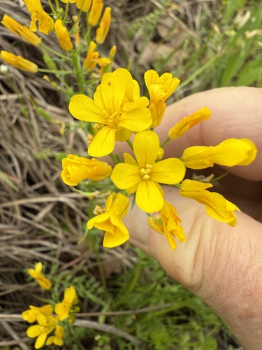 golden selenia (Selenia aurea)