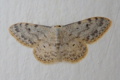 Idaea camparia