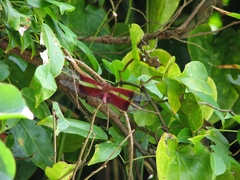 Camacinia gigantea