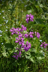 Betonica macrantha