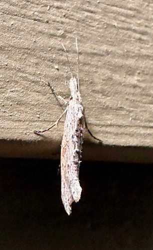 Ypsolopha falciferella photo 3