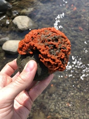 Clathria prolifera