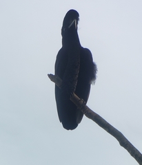 Cephalopterus penduliger