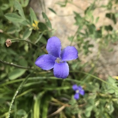 Gentianeae