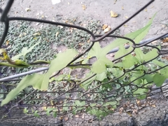 Aristolochia pentandra
