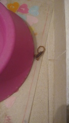 Centruroides ochraceus