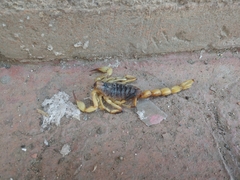 Hoffmannihadrurus aztecus