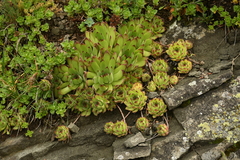 Sempervivum caucasicum