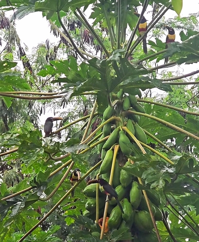 Pteroglossus castanotis australis