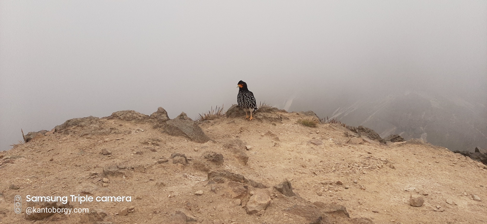 Falconidae image