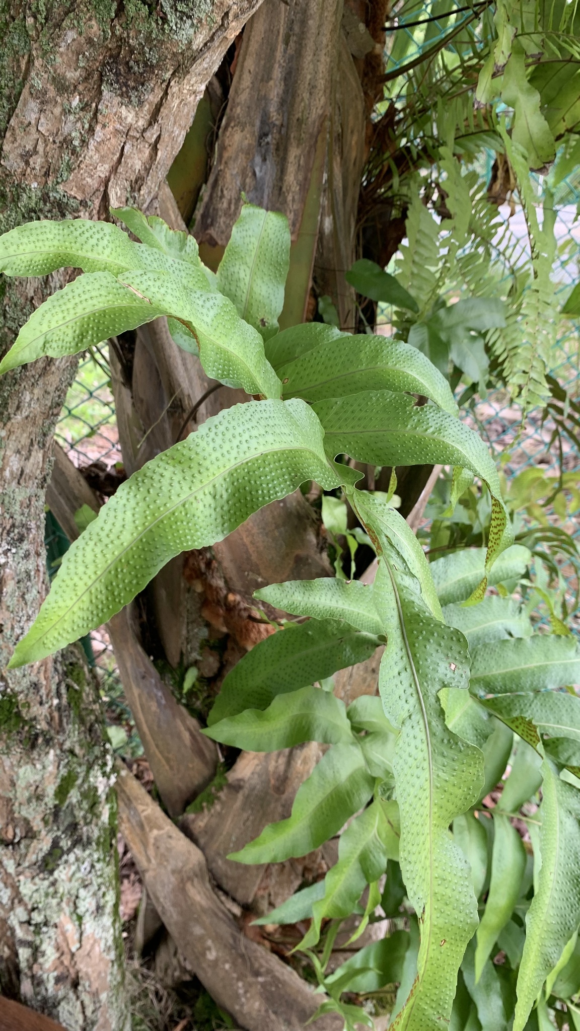 Imagem de Samambaia-açu