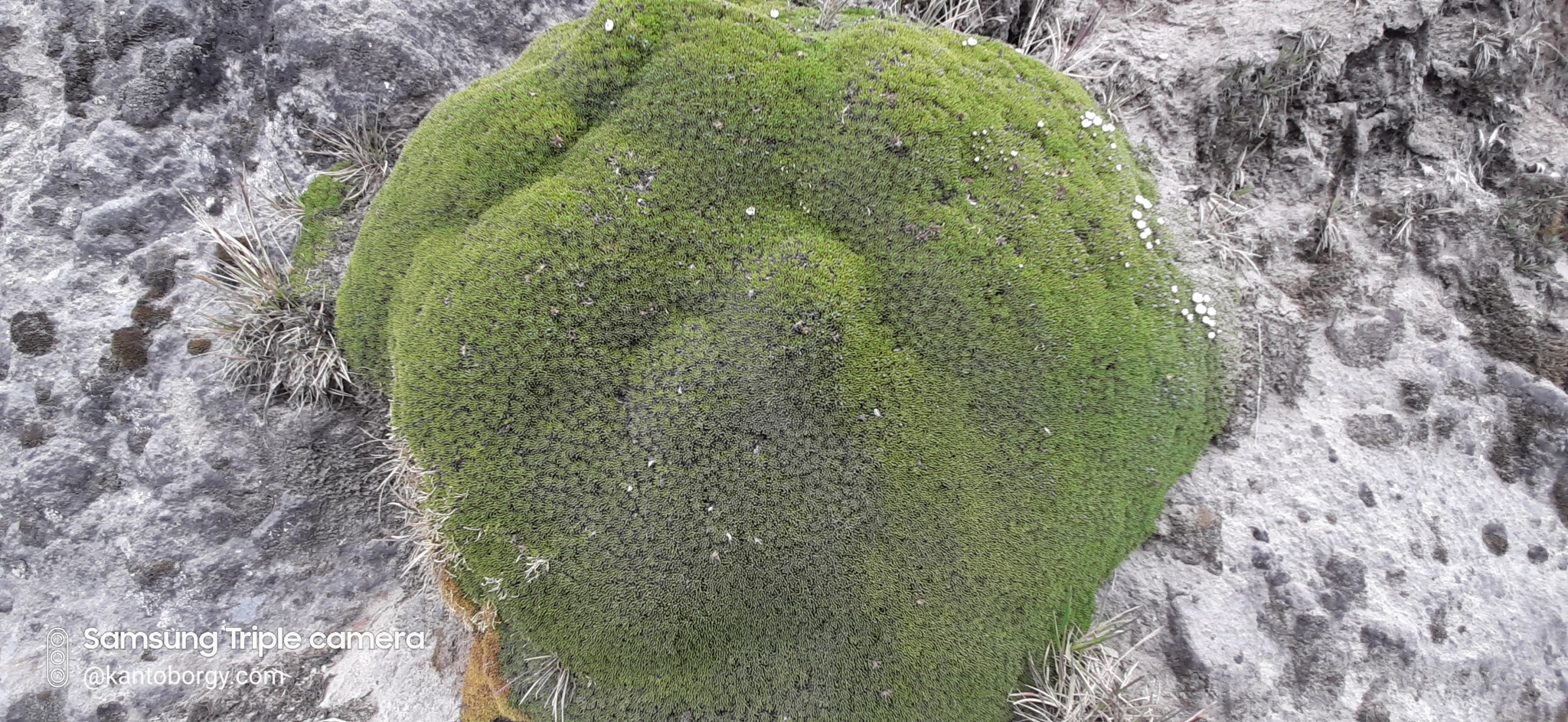 Werneria humilis image