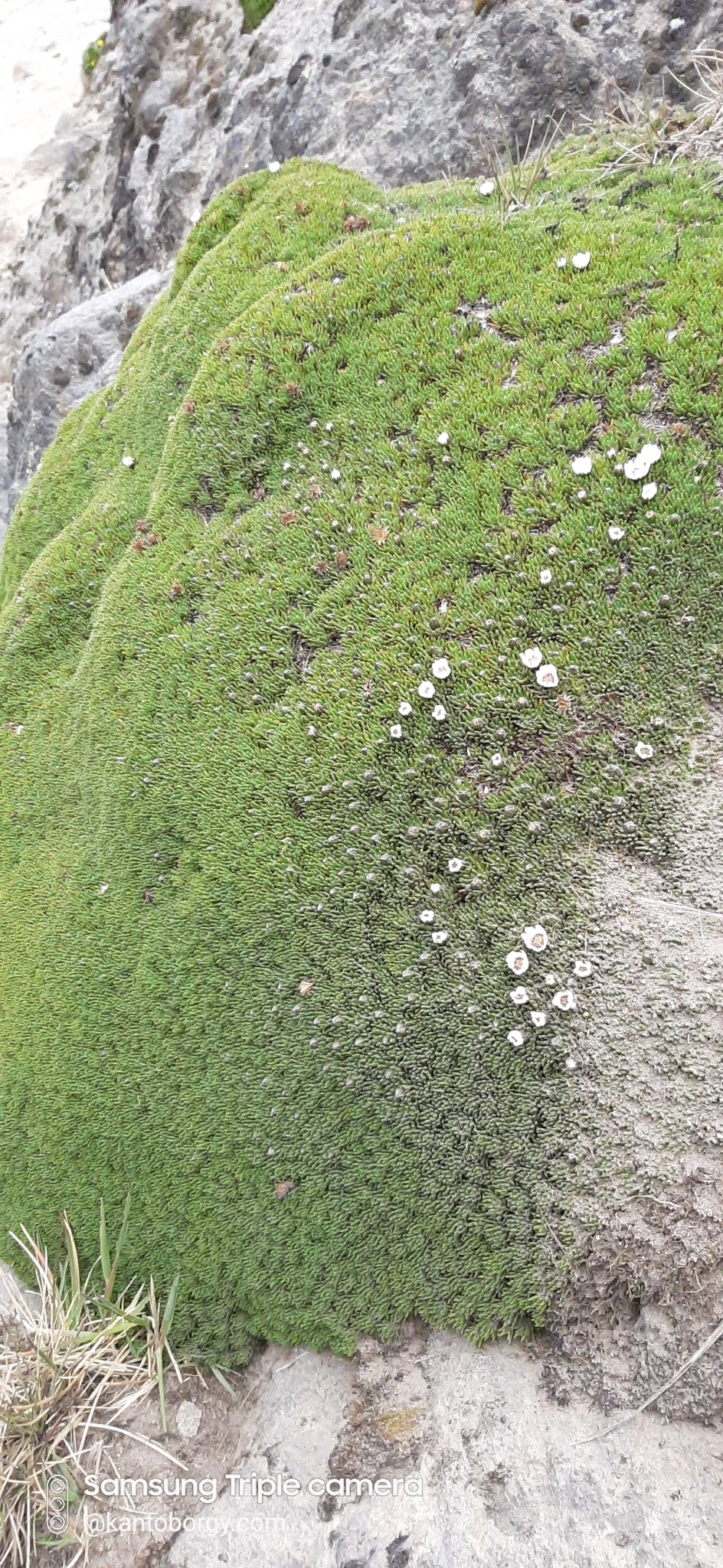 Werneria humilis image