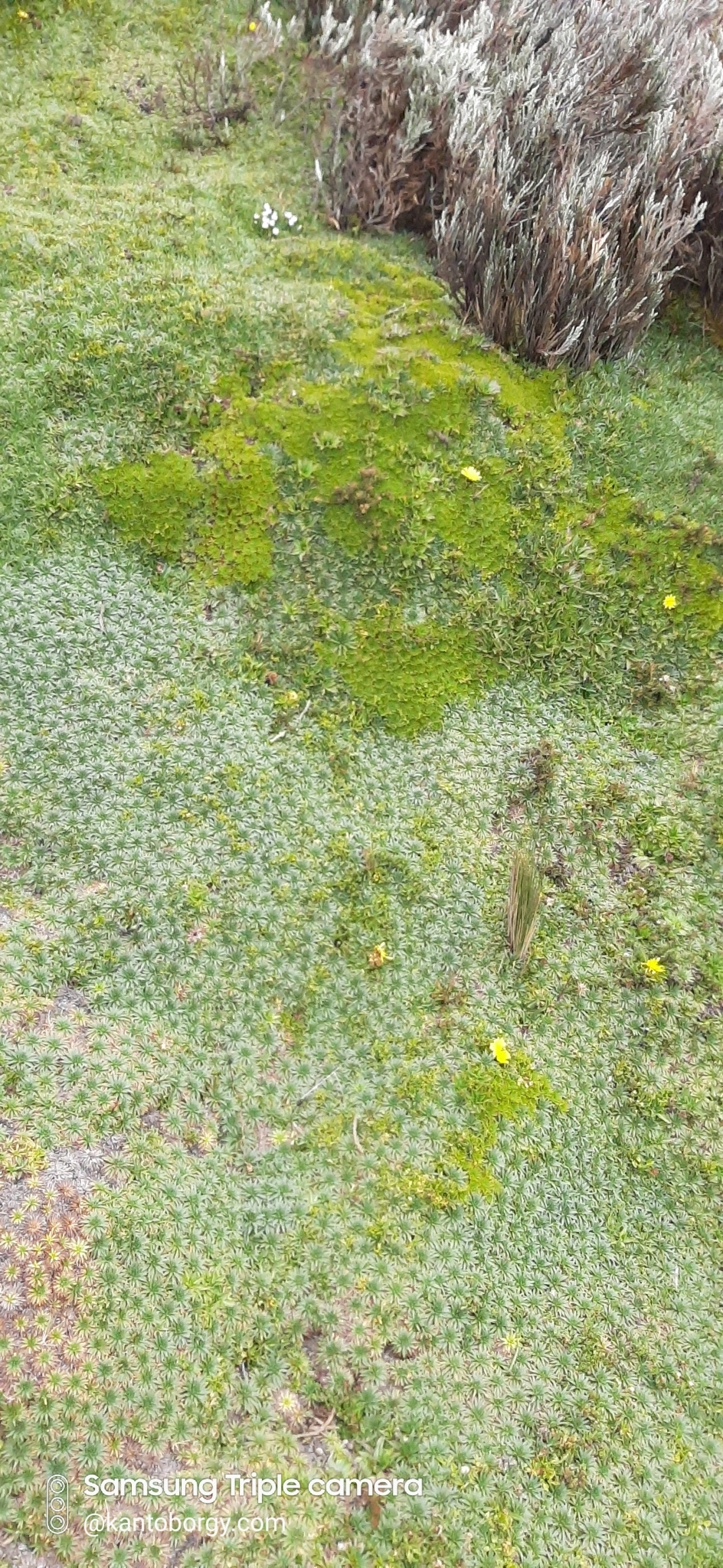 Werneria image