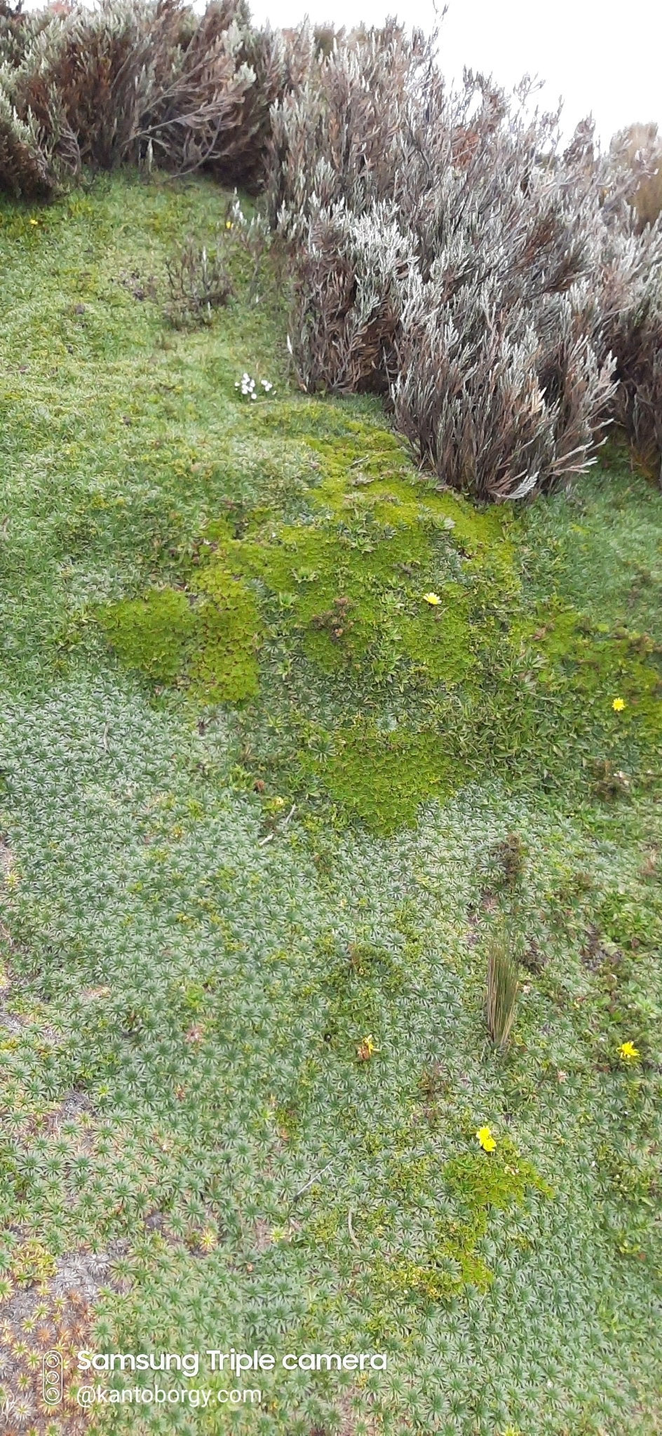 Werneria image