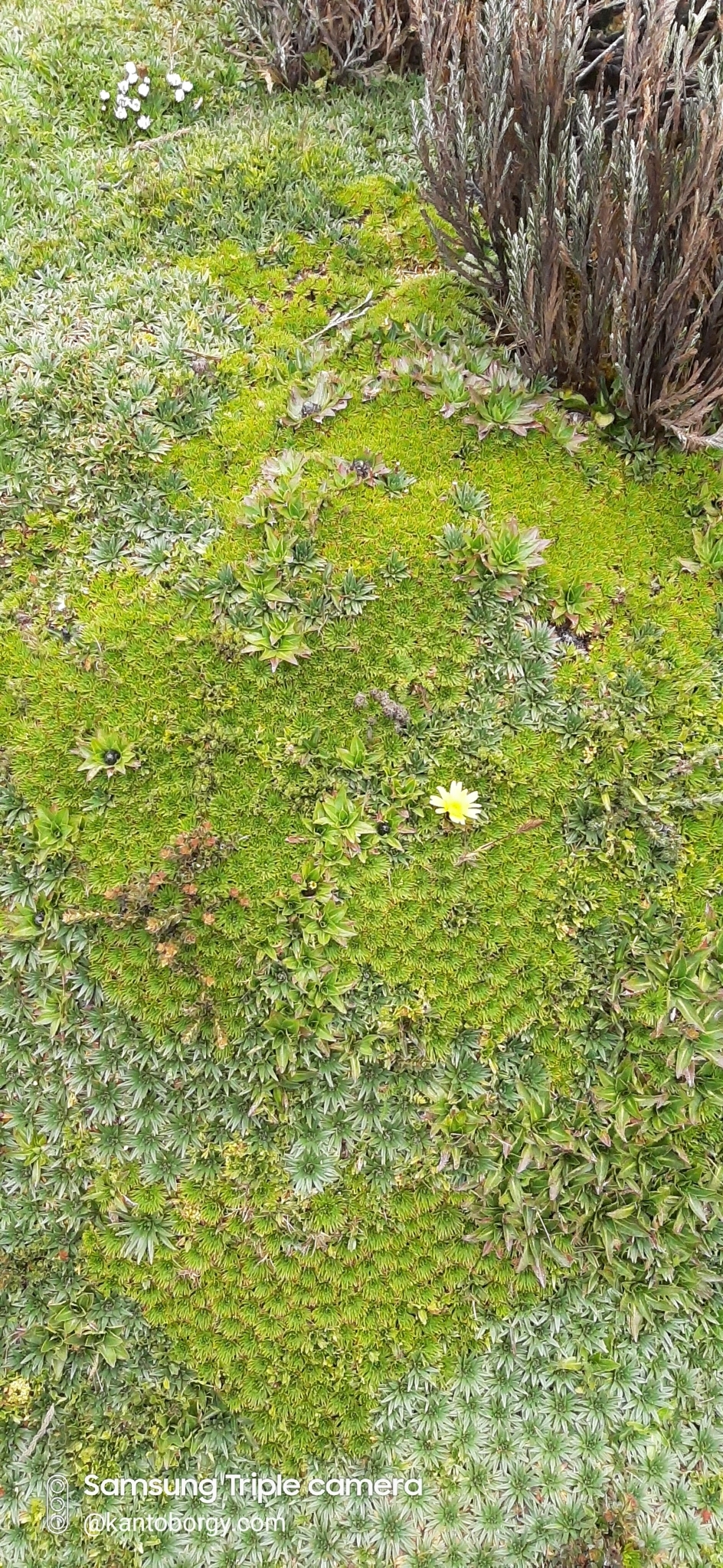 Werneria image