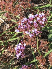 Limonium perezii