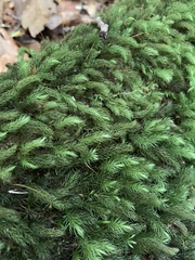 Leucobryum javense