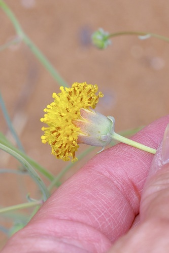 Image of Thelesperma megapotamicum by (c) Michelle W. （鍾偉瑋）, some rights reserved (CC BY)