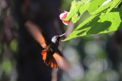 Heliodoxa rubricauda