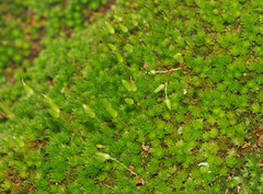 Leptostomum macrocarpum