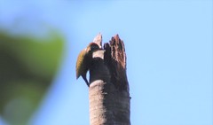 Dryobates spilogaster