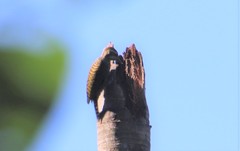 Dryobates spilogaster