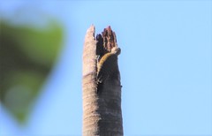 Dryobates spilogaster