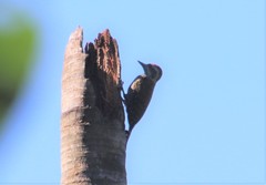 Dryobates spilogaster