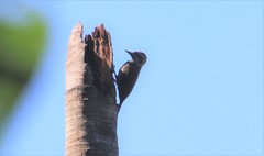 Dryobates spilogaster