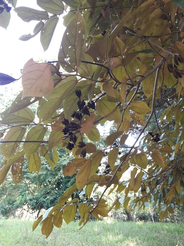 Luehea seemannii - Leaves
