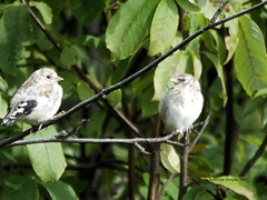 Carduelis carduelis