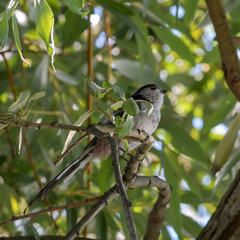 Aegithalos caudatus