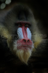 Mandrillus sphinx