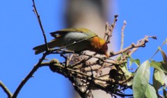 Hemithraupis ruficapilla