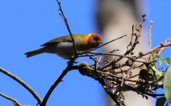 Hemithraupis ruficapilla