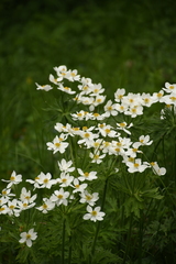 Anemonastrum fasciculatum