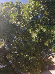 Anacardium occidentale