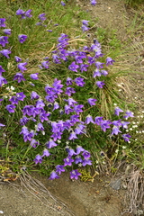 Campanula saxifraga