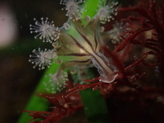 Haliclystus sanjuanensis