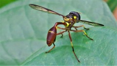 Salpingogaster punctifrons