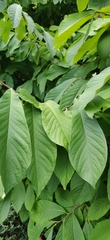 Asimina triloba